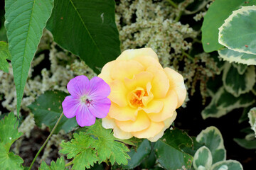 Obraz premium Yellow and Purple Flower Duo