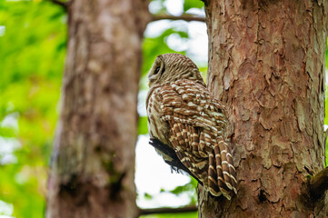 Barred owl in the wild