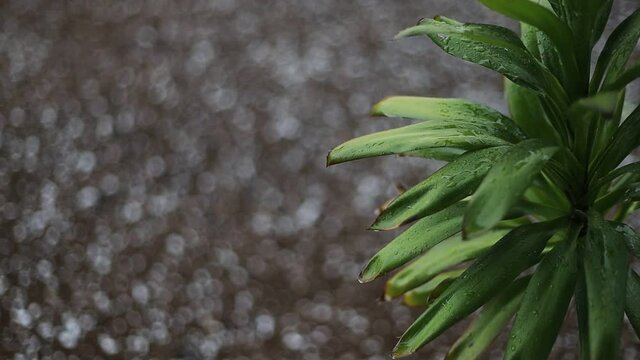 Granizo e chuva a cair na planta