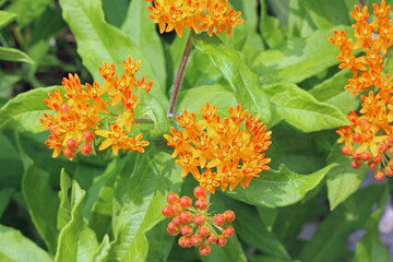 Blooming Orange Flower in Garden