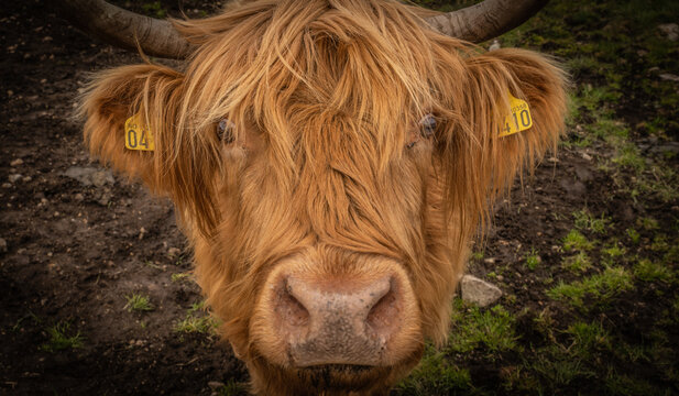 cow on the farm