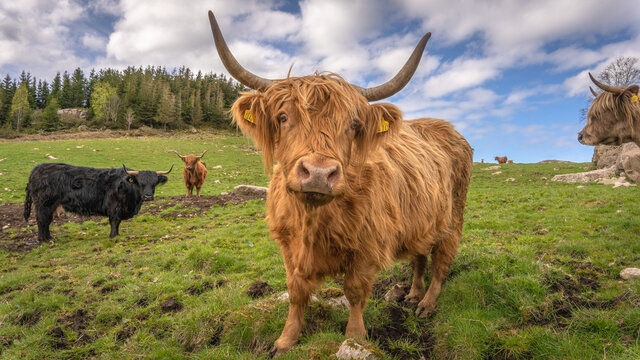 highland cow with calf