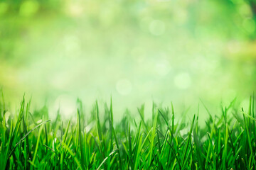 Grass with natural green bokeh background, spring garden