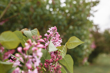Blossom lilac flowers in spring. A branch of lilac. Blurred background.