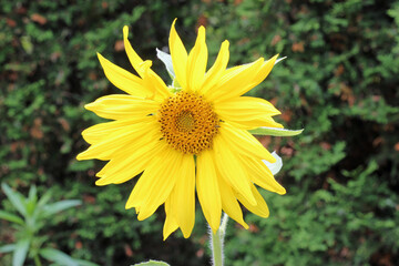 Yellow Sunflower