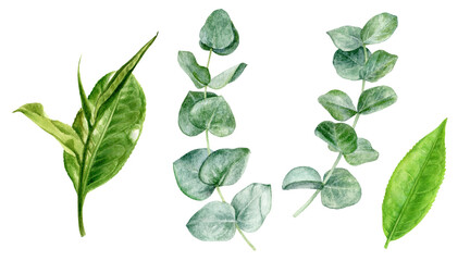 Tea leaves eucalyptus watercolor illustration isolated on white background