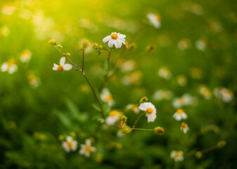 Close up of little bright flowers