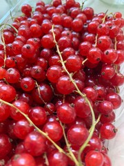 red currant close up