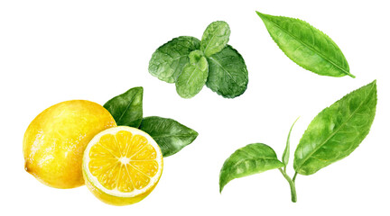 Tea leaves lemon mint watercolor illustration isolated on white background