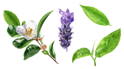 Tea leaves lavender flower watercolor illustration isolated on white background © cosmicanna