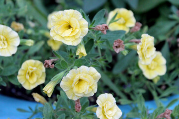Yellow Flowers in a Blue Pot