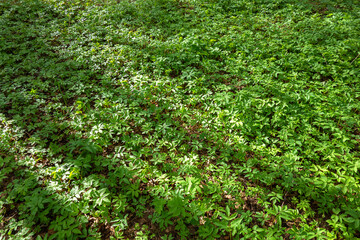 Thickets of green grass weeds on the ground