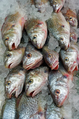Selective focus on many whole Atlantic croaker fish (Micropogonias undulatus) on ice at the market. The Atlantic Croaker is sometimes called a 