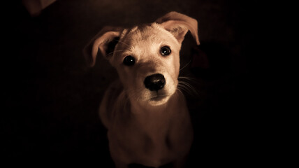 El mejor amigo del hombre.