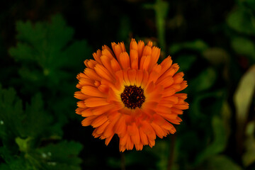 Blüte Orange Dorsten 1