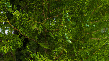 Juniper tree branches with cones in the park. May, Spring. Background. Macro photo, close up