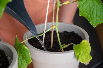 Watering cucumber plant, home gardening concept