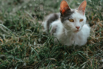 Homeless cat lies in the grass