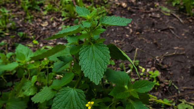 Nettles, Urtica green plant, growing on the ground in the forest. Background. May, Spring. Macro photo, close up