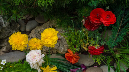 White, yellow and red Buttercup, Ranunculus asiaticus flowers with green leaves and grey stones on a flower bed in the park. Green branches of fir tree. Background. Closeup
