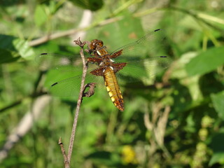 Broad-bodied chaser or broad-bodied darter (Libellula depressa) on the branch in the forest