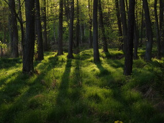 Picture of forest in soft afternoon sunlight.