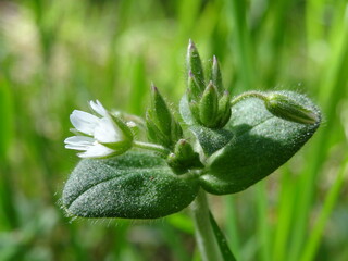 White flower in the meadow with soft light and gently background