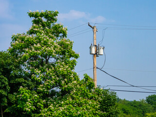 electric pole with transformer boxes in North America