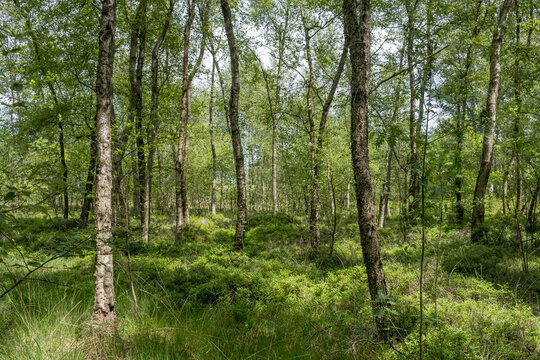 Naturschutz-und FFH-Gebiet F&uuml;rstenkuhle, Gescher