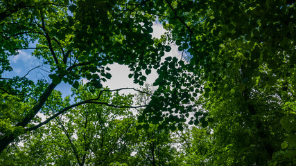 Top of the trees with green leaves from below. Blue sky with clouds. Background