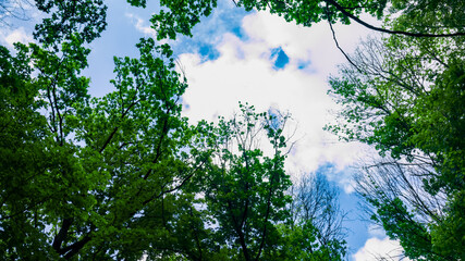 Top of the trees with green leaves from below. Blue sky with clouds. Greenwood. Background