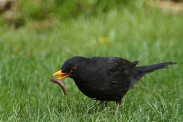 Amsel fängt Regenwurm im Garten