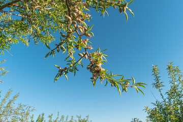Closeup of an almond tree with fruits