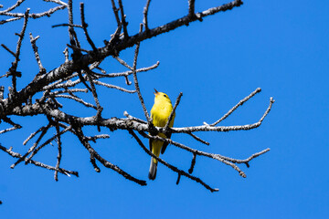 Wilson's Warbler at a Colorado Beaver Pond