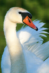 Mute swan (Cygnus olor)  is a species of swan and a member of the waterfowl family Anatidae