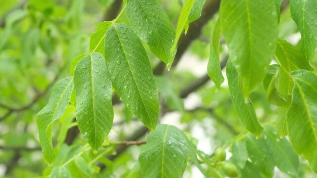 Tilting raw green walnut on branch. Closeup and macro wet leaf. Little fresh nuts on tree.