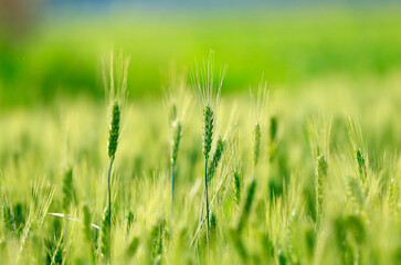 Wheat growing in the wheat field