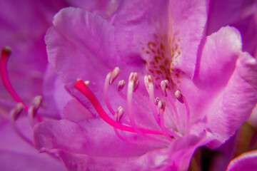 Close up of purple rhododendron flower detailing the central pistil of the flower. Gardening, planting, summer hobbies concepts