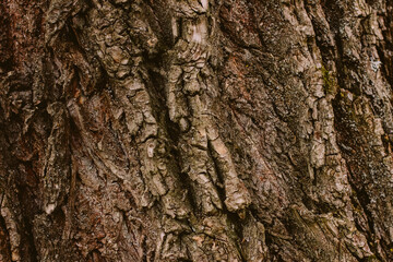 tree bark texture