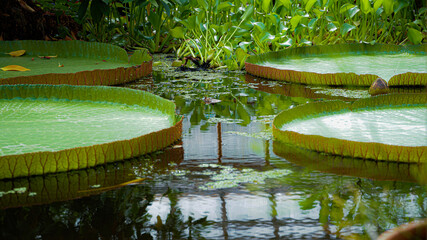 Tropenseerose © Patricia