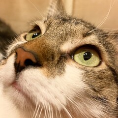 portrait of a cat © AMTM