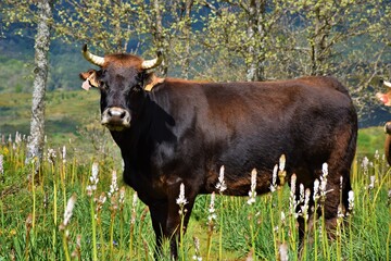 Vaca