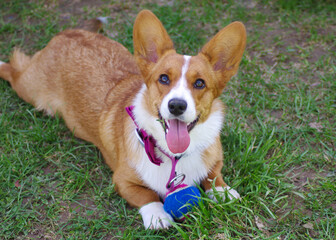 Welsh Corgi dog