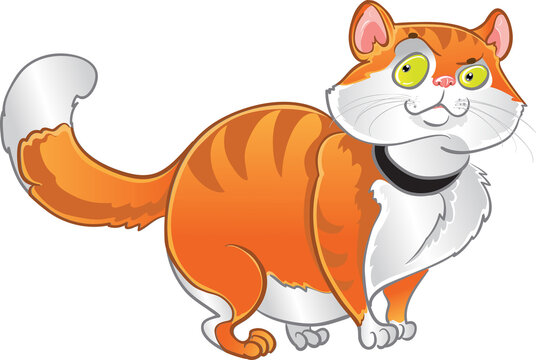 Orange fat cat isolated on a white background
