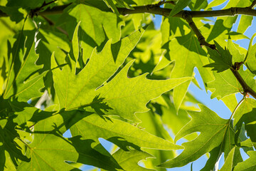 Green spring leaves and blue sky with sun.