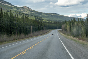 Large black bear crossing the Alaska Highway in spring time taken in Yukon Territory, northern Canada. Mountains, wilderness, woods, forest background. 