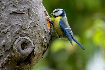 Blue Tit nesting