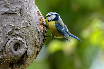 Blue Tit nesting