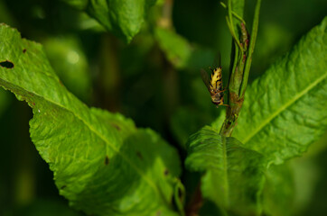 Tarnfliege auf Ast 1