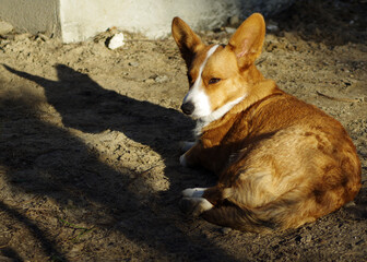 dog Welsh Corgi sunset shadow